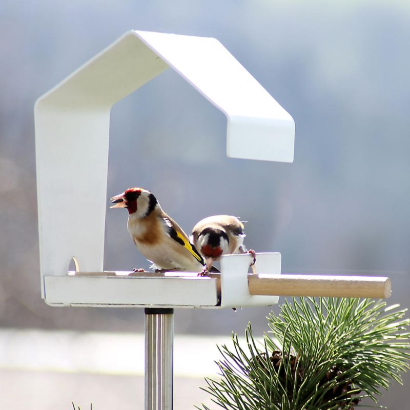 Nokia Asha 311-da jinsiy amaliyotchilar Surgutda porno tomosha qiling